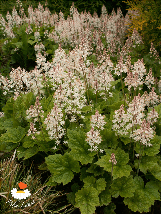 Tiarella 'tiger Stripe' - Great Masterwort (1000x740), Png Download