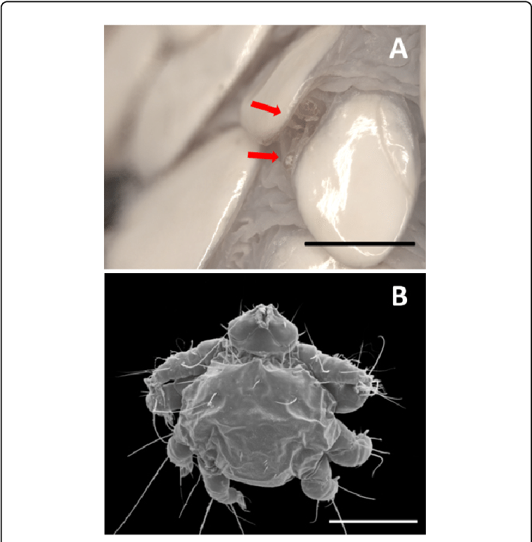 Of Mites Embedded Beneath The Scales Of The Infralabial - Computed Tomography (769x779), Png Download