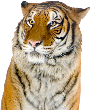Giant Realistic Flying Tiger - Siberian Tiger (1600x412), Png Download