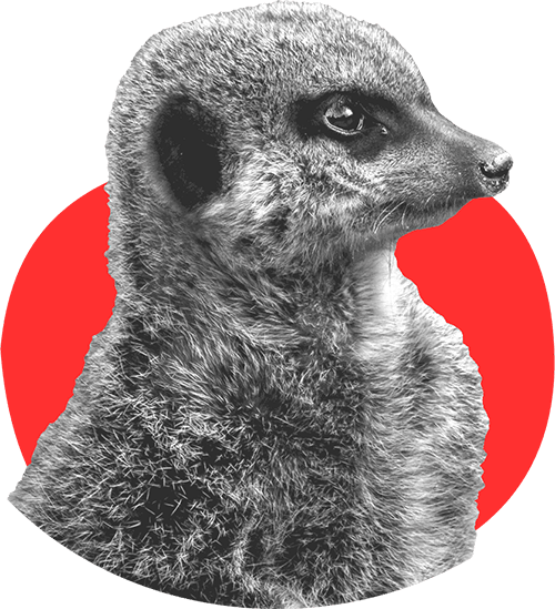 Meerkat Brown (500x549), Png Download