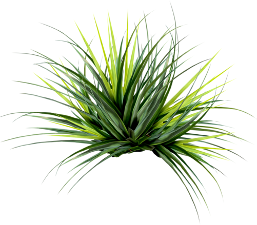 Editando Photoshop - Plantas-png - Fan Palm Leaf Png (500x467), Png Download