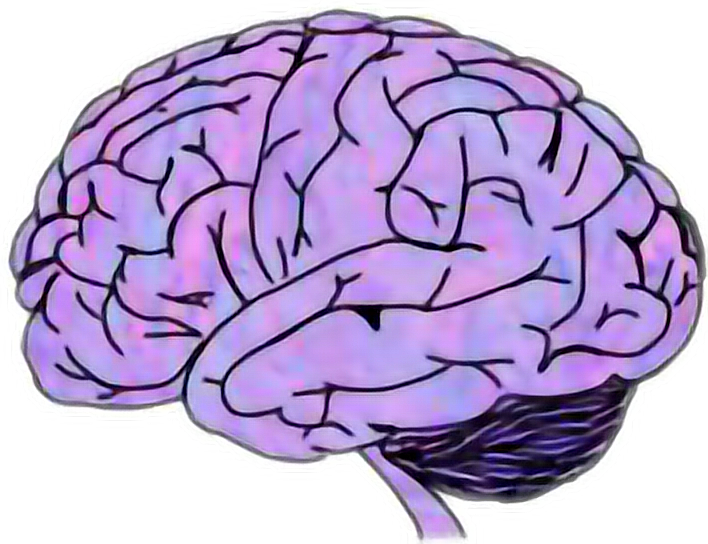 Report Abuse - Brain Sticker (708x544), Png Download