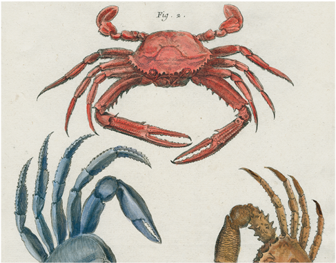 Crabs - Guinotia Dentata (500x500), Png Download