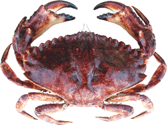 Red Rock Crab - Rock Crab (550x412), Png Download