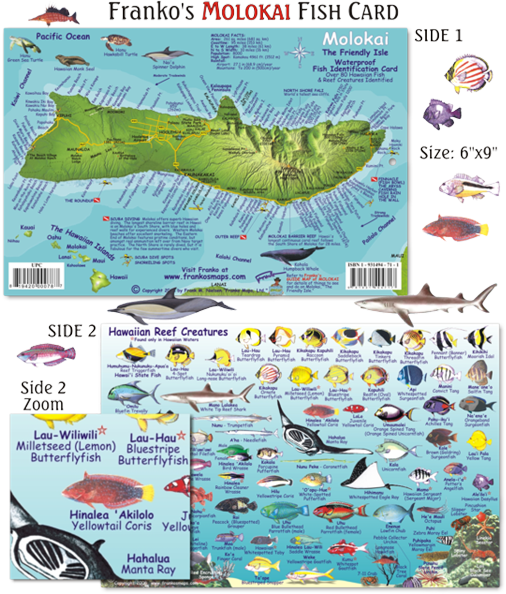 Franko Maps Molokai Hawaii Reef Dive Creature Guide - Franko Maps Molokai Reef Creatures Card Mini (1200x1200), Png Download
