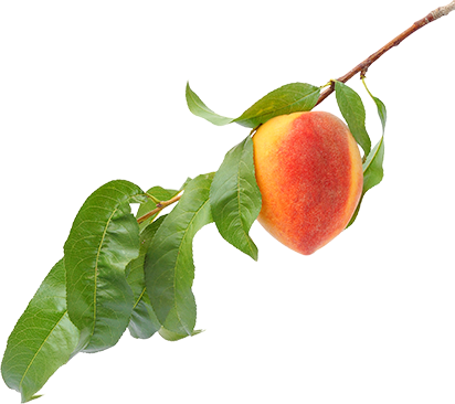 Peach Flavor - Peach Branch Png (412x366), Png Download