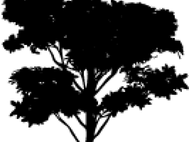 Tree Vector Png - Photoshop Trees (640x480), Png Download