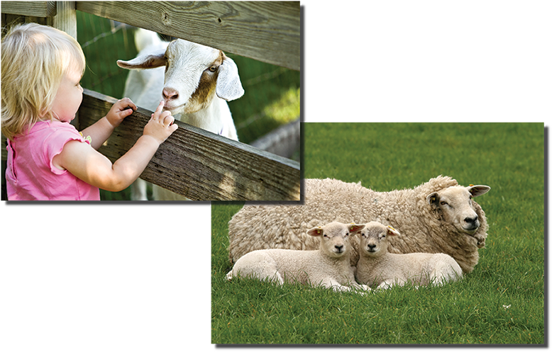 Goats And Sheep - Cafepress Sticker (rectangle) - Two Little Lambs Looking (800x508), Png Download