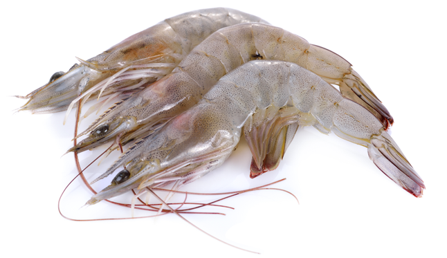 Shrimp - Vannamei Hoso (646x373), Png Download