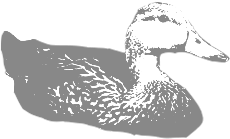 Molted-duck - Duck (1000x1000), Png Download