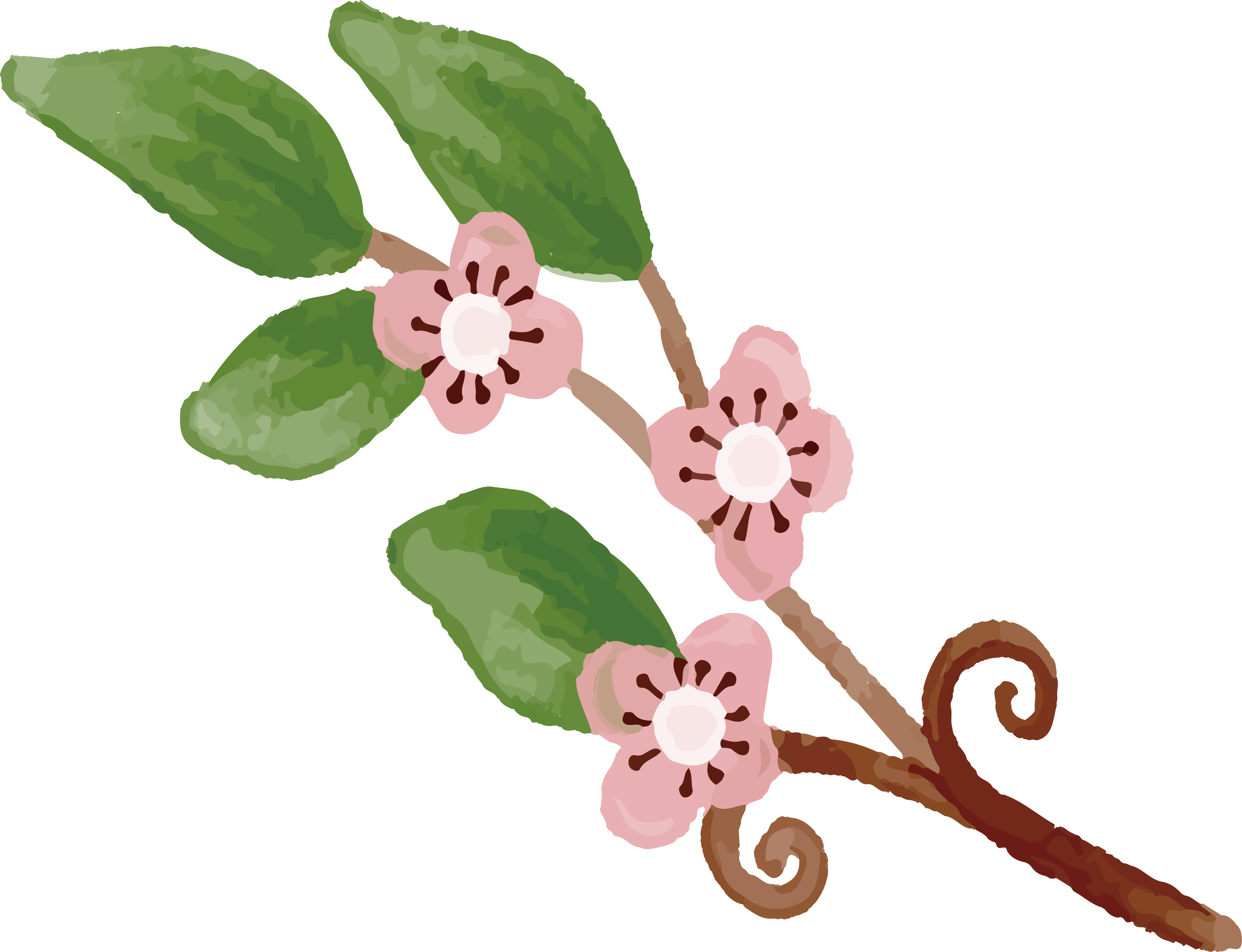 Cherry Blossom Drawing - Watercolor Painting (3346x2566), Png Download
