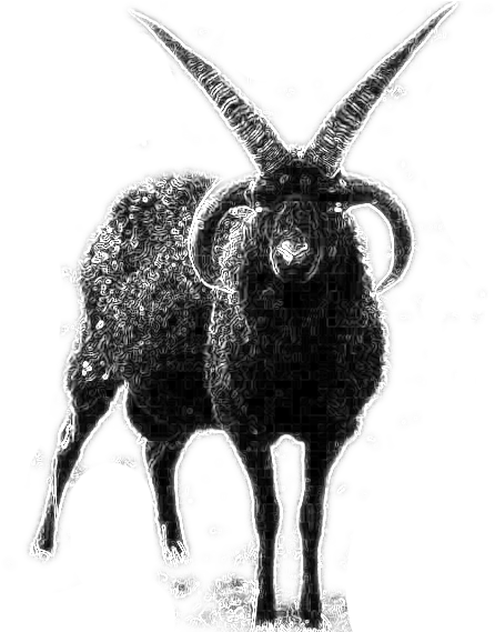 Betula Pendula Source - Black Goat (569x568), Png Download