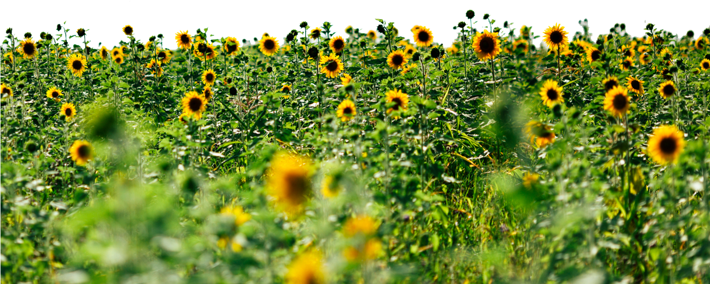 Sunflowers - Field Of Sunflowers Png (1400x750), Png Download