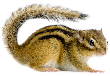 Squirrel - Animal Que Se Parece A Una Ardilla (445x355), Png Download