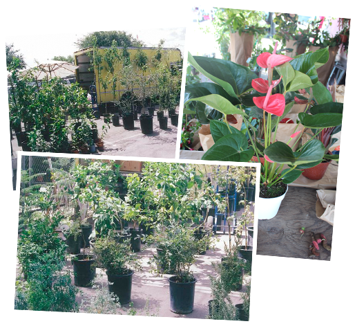 Garden - Honeysuckle (542x490), Png Download