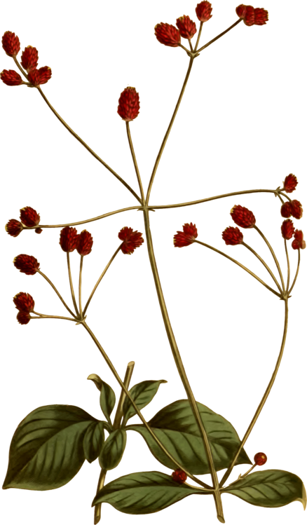 Botany Illustration Painting Petal Free Commercial - Botany (438x749), Png Download