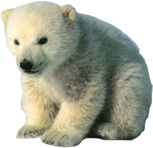 Bear - Animals With Hair And Fur (500x375), Png Download