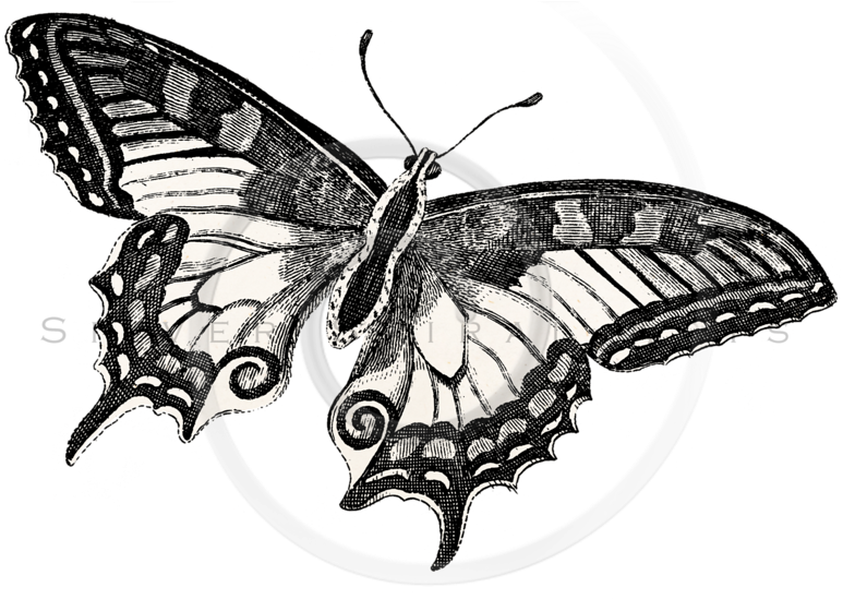 Butterflies Png (800x549), Png Download