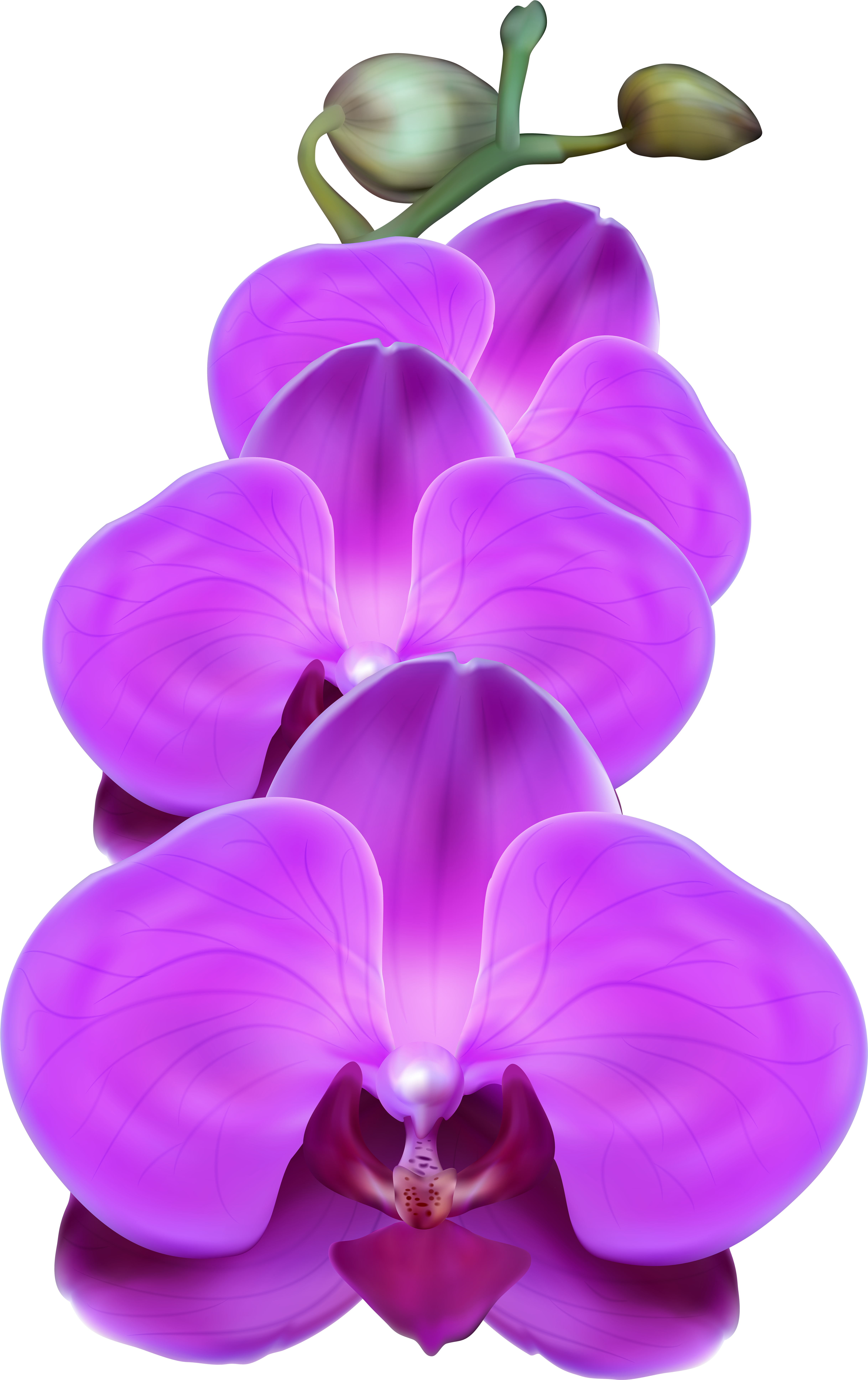 Purple Orchid (5032x8000), Png Download