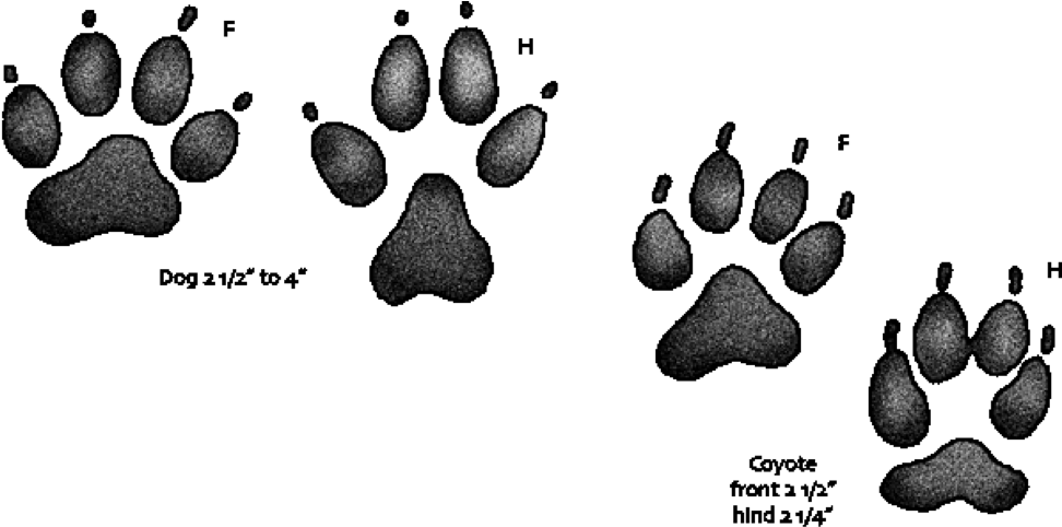 Dog Vs Coyote Paw Print - Dogs Vs Coyote Paw (975x510), Png Download