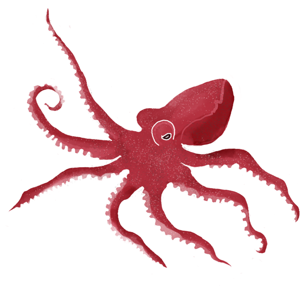 Hermie Octopus (1000x1000), Png Download