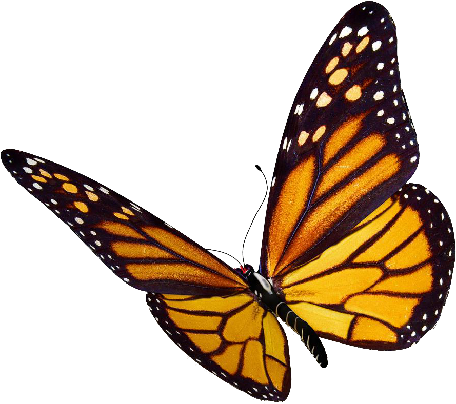 Monarch Butterfly Transparent Background (909x800), Png Download