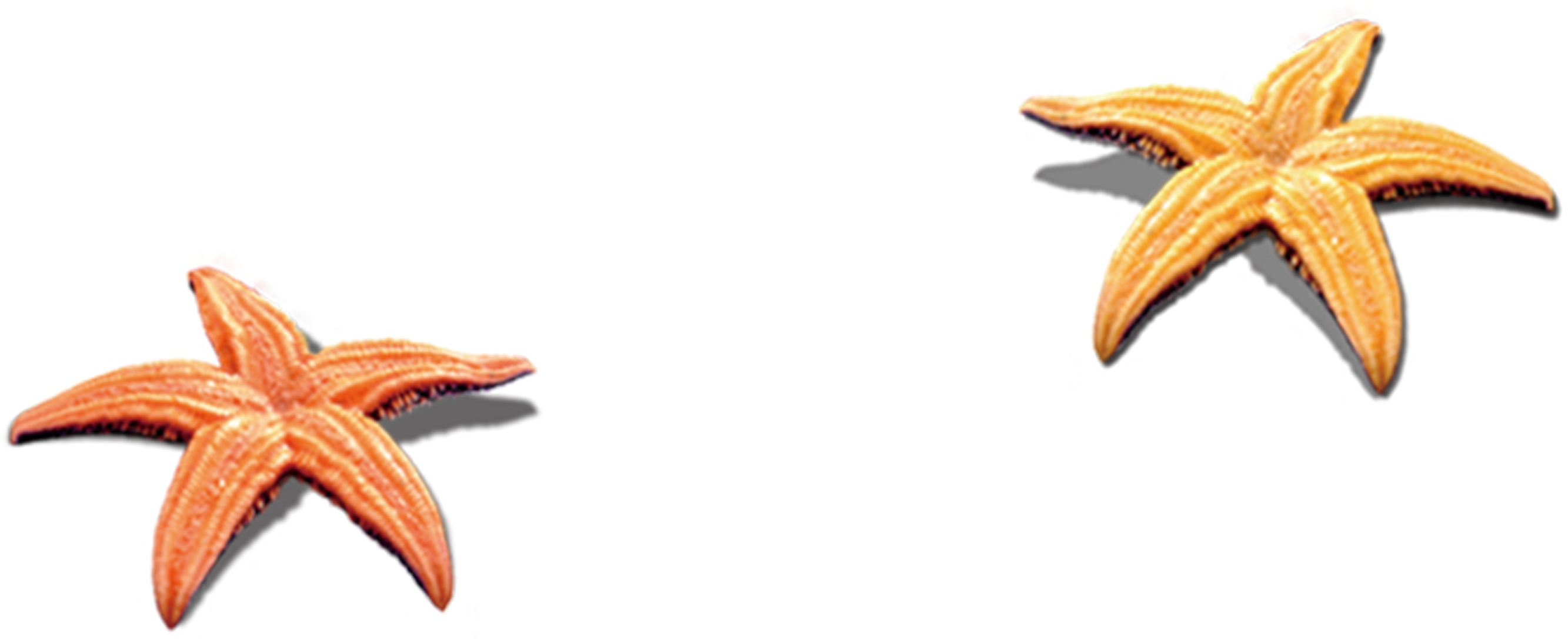 Beach Clip Art Transprent Png Free Download - Beach Shell Png (3508x2480), Png Download