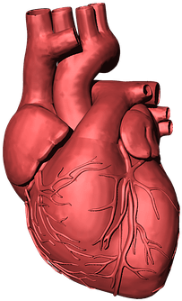 En Este Ámbito La Fisioterapia Ha Adquirido Una Gran - Human Heart Transparent Background (640x425), Png Download