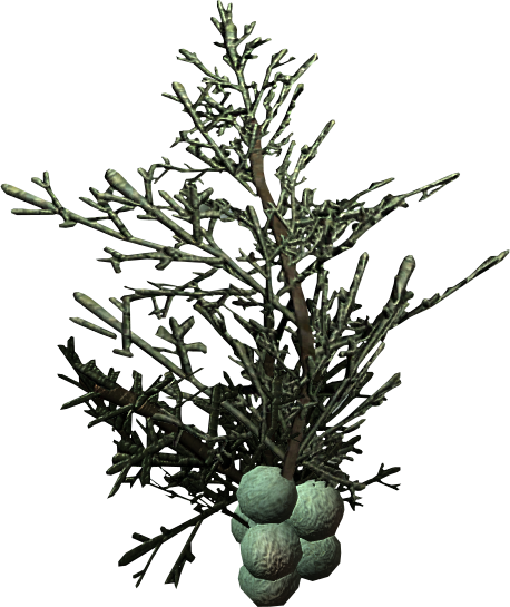 Food Skyrim Wiki Other Raw - Juniper Transparent Background (458x545), Png Download