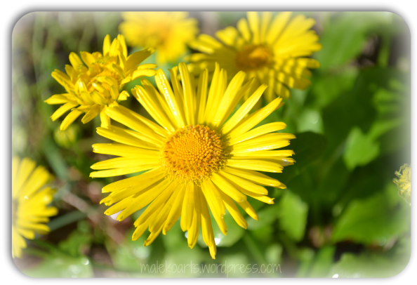 Yellow Flowers “ - Flower (600x411), Png Download
