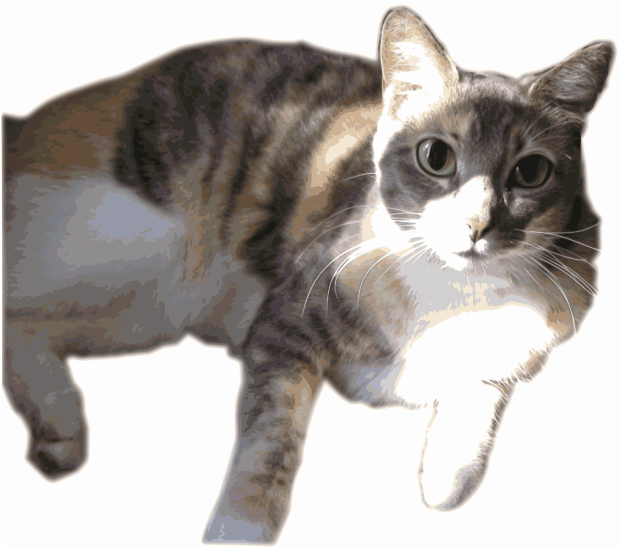 Calico Cat (800x618), Png Download