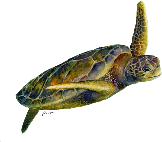Click And Drag To Re-position The Image, If Desired - Sea Turtle 2 (600x503), Png Download