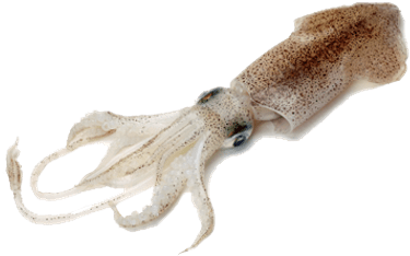 Squid - Squid Fish In Kannada (400x400), Png Download