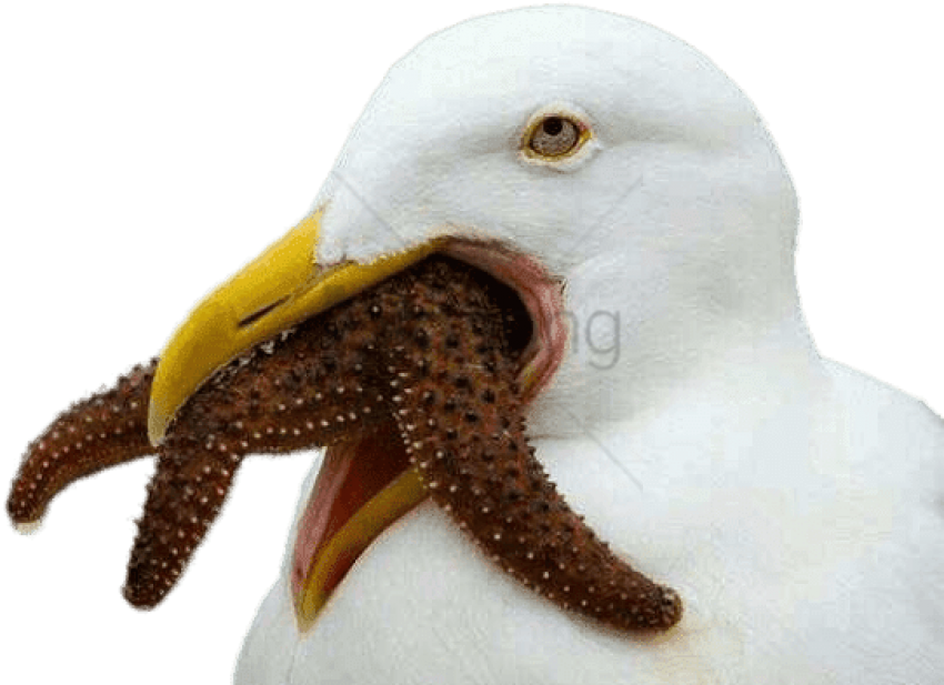 Seagull Trying To Swallow Starfish Png - Cursed Bird (669x415), Png Download