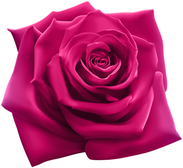 Pink Rose Png, Pink Roses, Tyler Tx, Coming Up Roses, - Snoop Dogg 220 (600x550), Png Download