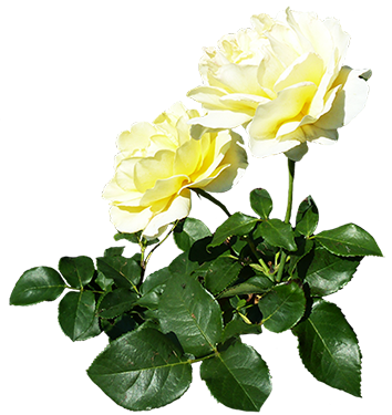 White Rose Bush Png - White Rose Candle Png (354x375), Png Download