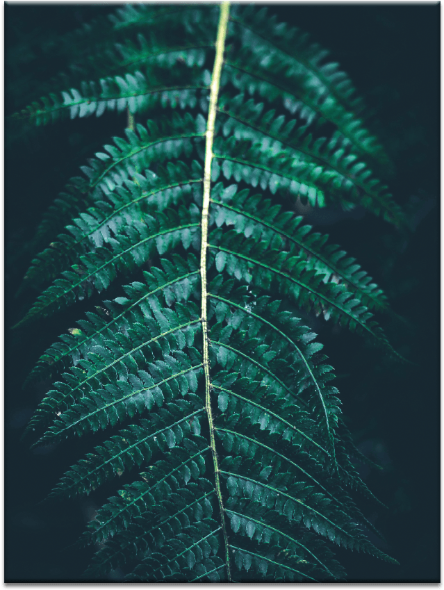 Blue Fern - Ostrich Fern (900x900), Png Download