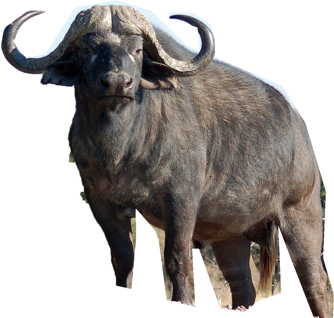 Africa Cape Buffalo - Buffalo Png (1163x1148), Png Download