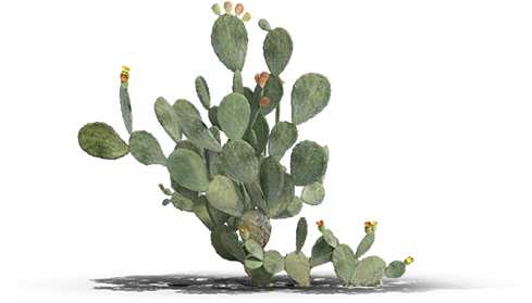 View In My Picture - Barbary Fig (488x488), Png Download