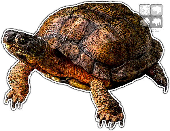 Wood Turtle Decal - Wood Turtle Png (590x455), Png Download
