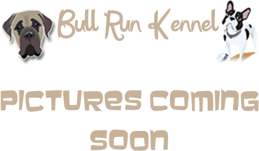 Placeholder - Pug (558x369), Png Download