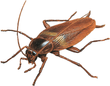 Nombre Científico - Blattodea - Brown Banded Cockroach (582x486), Png Download