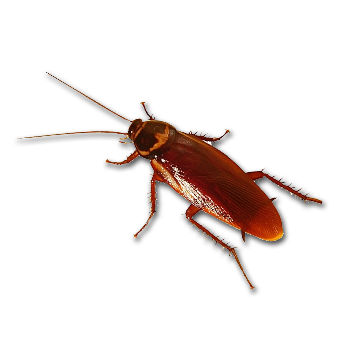 Cucaracha - Roaches Don't Die: Bad Music Artists, One Hit Wonders, (1181x1181), Png Download