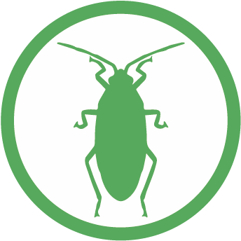 Cucaracha - Cockroach (365x365), Png Download