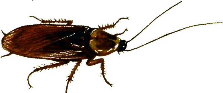 Periplaneta Americana - - Cucarachas Sin Fondo Animadas Png (842x348), Png Download