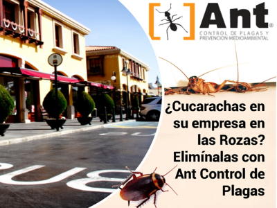 ¿cucarachas En Su Empresa En Las Rozas Elimínalas Con - Dung Beetle (400x300), Png Download