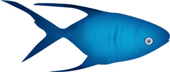 Pez - Gif De Peces Png (640x640), Png Download