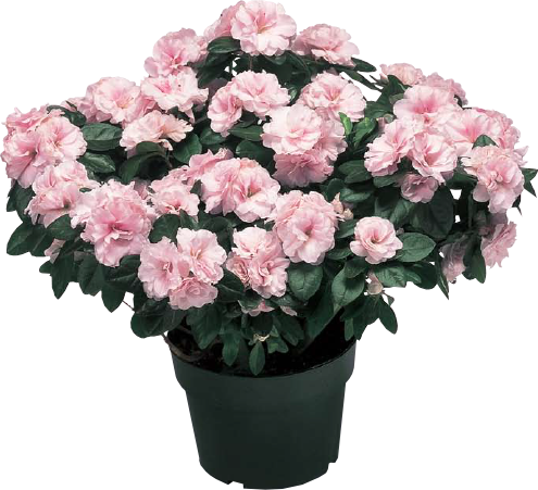 Azalea Plants - Greenhouse Azaleas (495x451), Png Download