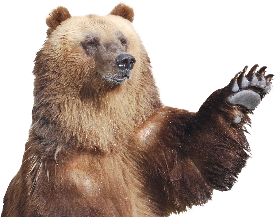 Patas De Ursos Pardos (900x707), Png Download