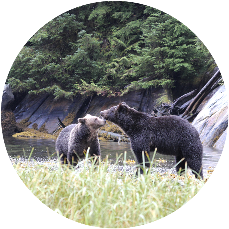 Grizzly Bear (800x800), Png Download